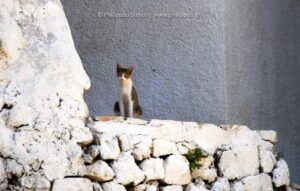 "The Cat on the White Wall", Photography