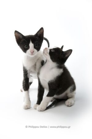 "Two little kittens playing", Photography