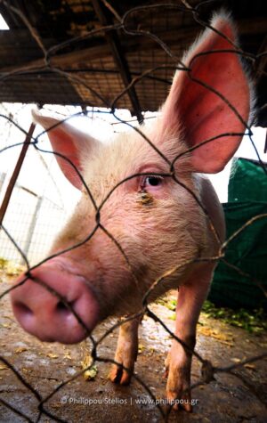 "Behind the Wire", Photography