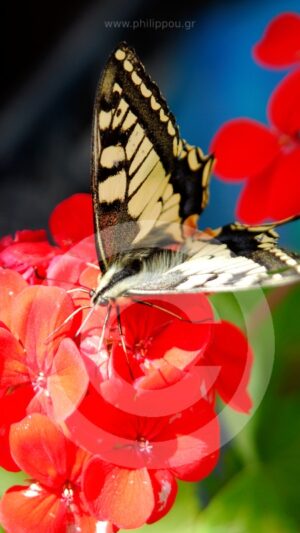 Dance of Colors in Nature, Mobile-Wallpaper1080x1920