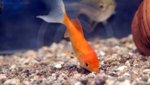 At the Aquarium, Desktop Wallpaper 2560X1440